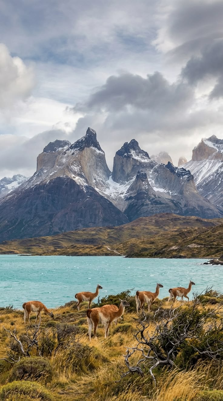 Patagônia Conduzida